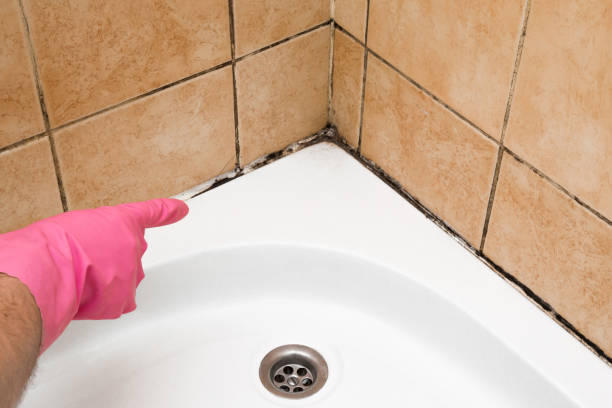 Best Bathroom Mold Remediation in Chesilhurst, NJ